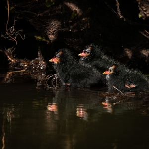 Redwell   26 05 2020   D500   Les 391.jpg